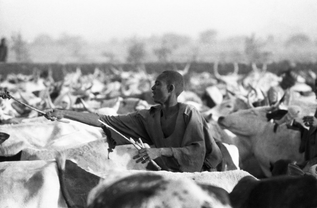 Un jeune pasteur hadjeray conduit son troupeau à Mongo.